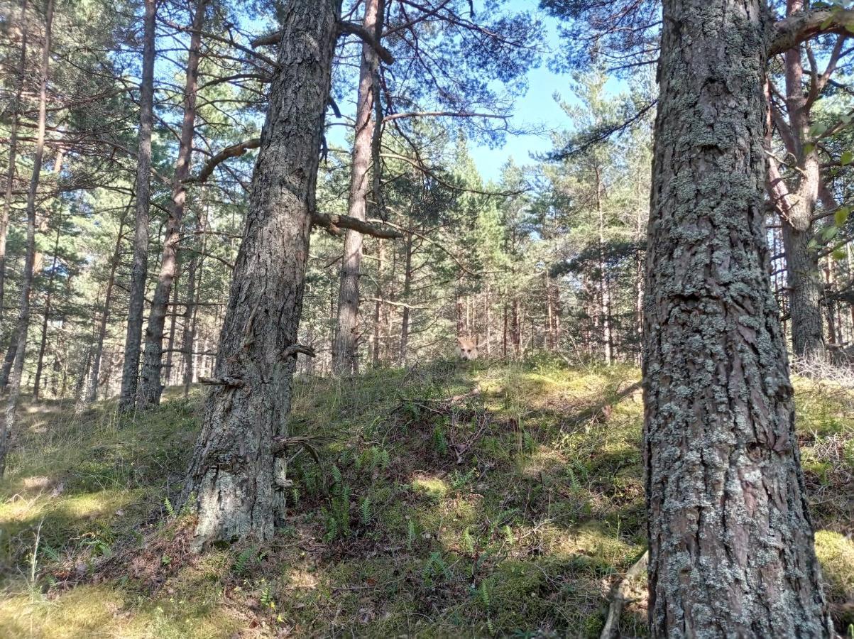 House, Garden & Sauna. Free Parking. Train Stop-200 M. Sea-1 Km. Jūrkalne Exterior foto